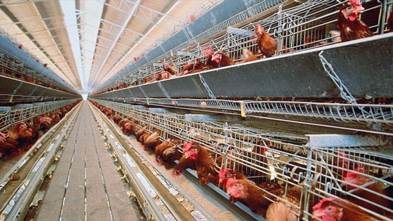 clanek_vpliv_reje_chicken.jpg