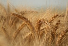 clanek_gluten_2.jpg
