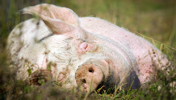 novica_veganstvo-osvaja-svet.jpg
