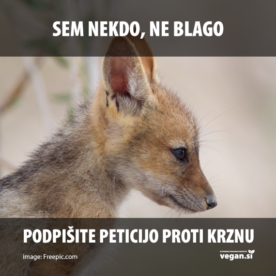 objava.krzno.lisica (1) – kopija 570.png