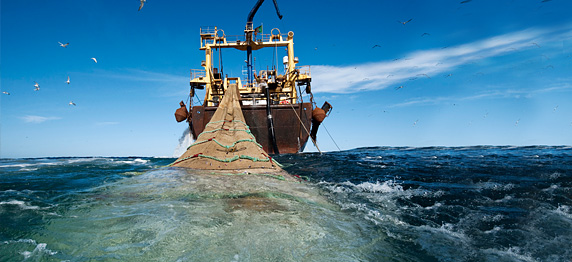 clanek_vpliv_reje_overfishing.jpg