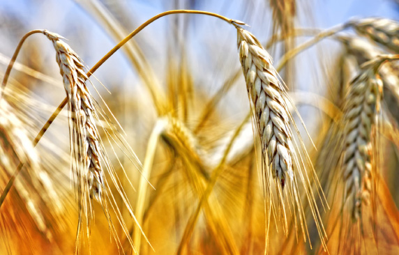 veganstvo-otrok-3.jpg