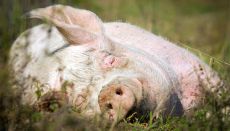 Veganstvo osvaja svet