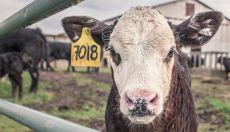 Danski politiki postajajo vegani za rešitev planeta